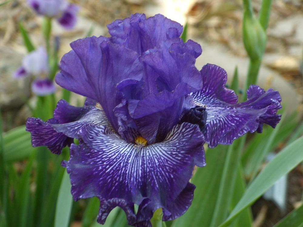 Photo of Tall Bearded Iris (Iris 'Clotho's Web') uploaded by Betja