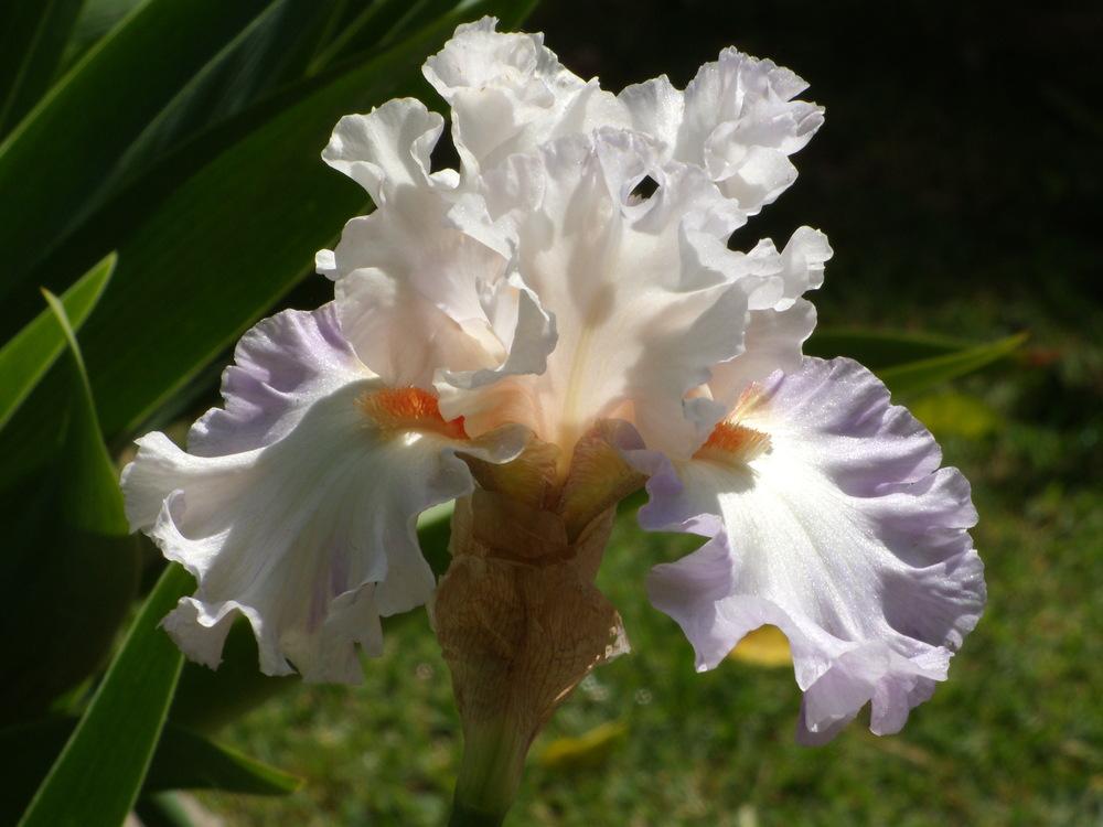 Photo of Tall Bearded Iris (Iris 'Polite Applause') uploaded by Betja