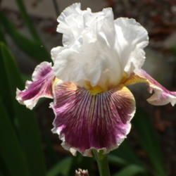 Location: My garden in Bakersfield, CA
Date: April 25, 2012 