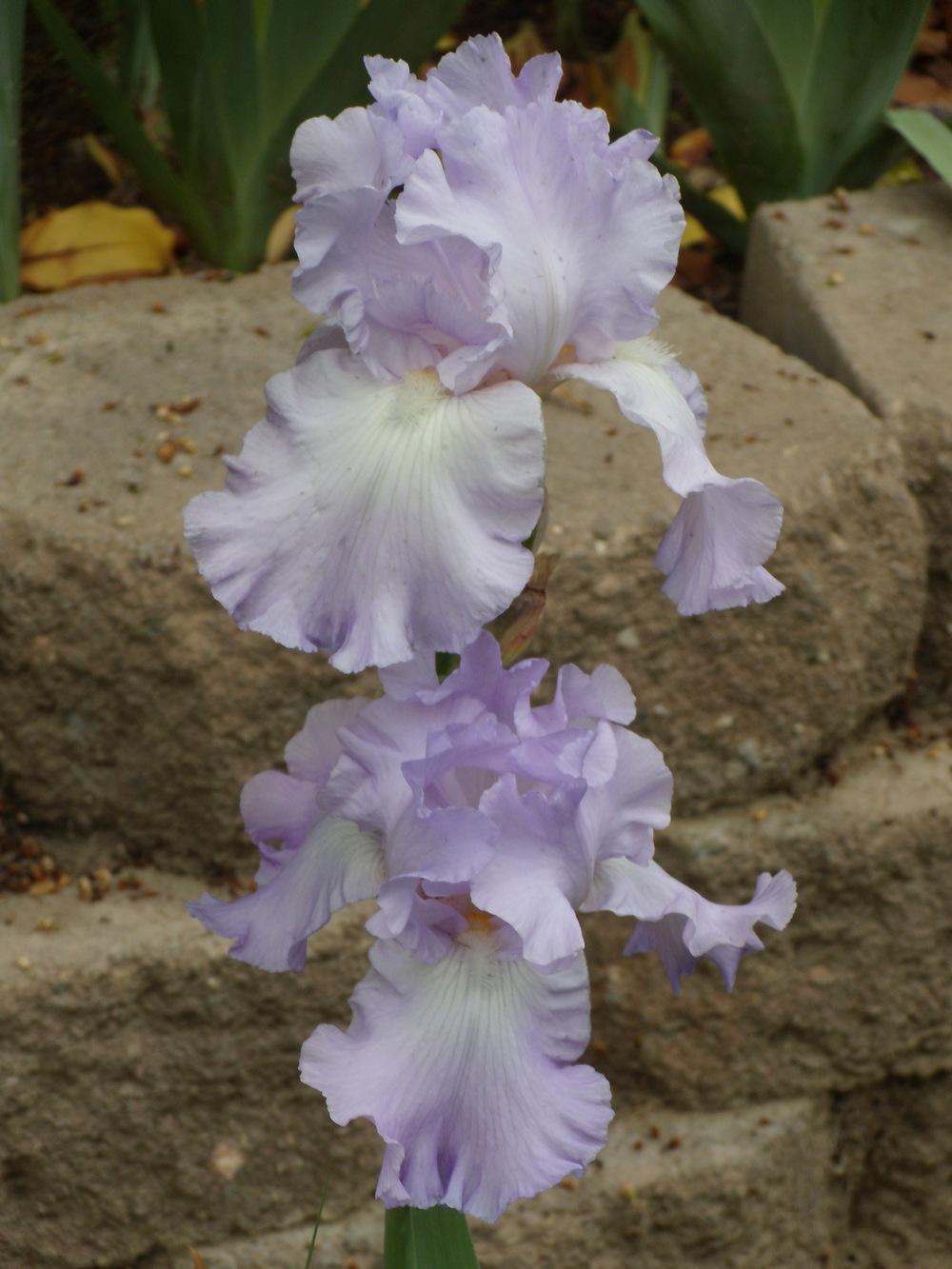 Photo of Tall Bearded Iris (Iris 'Mary Frances') uploaded by Betja