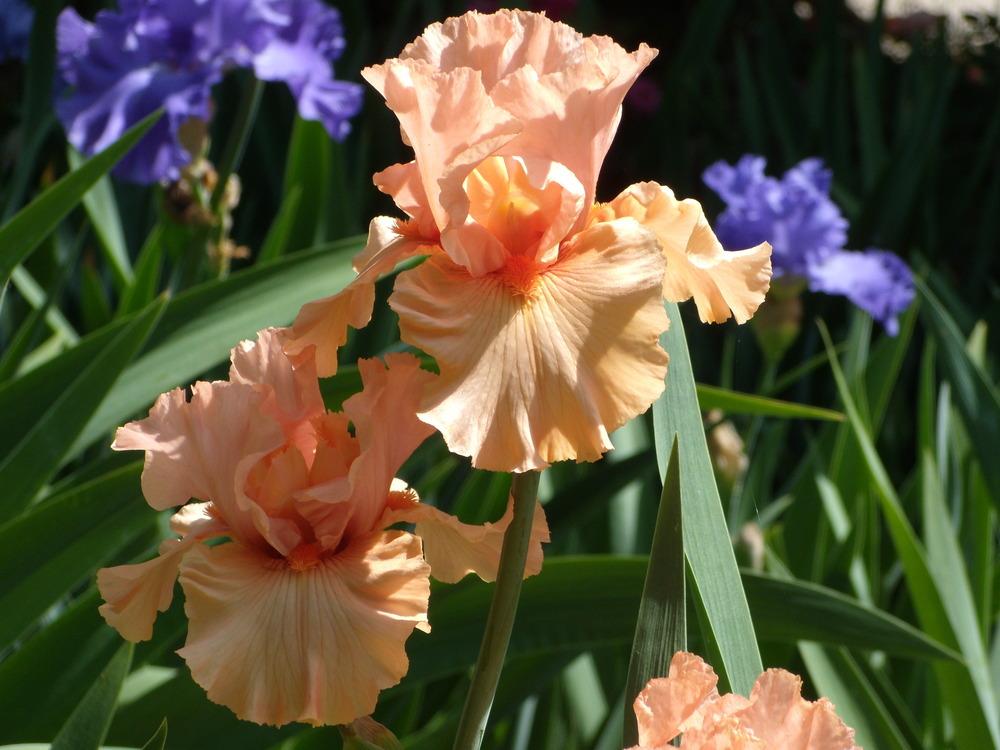 Photo of Tall Bearded Iris (Iris 'Coral Splendor') uploaded by Betja