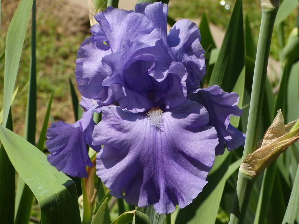 Photo of Tall Bearded Iris (Iris 'Breakers') uploaded by Betja