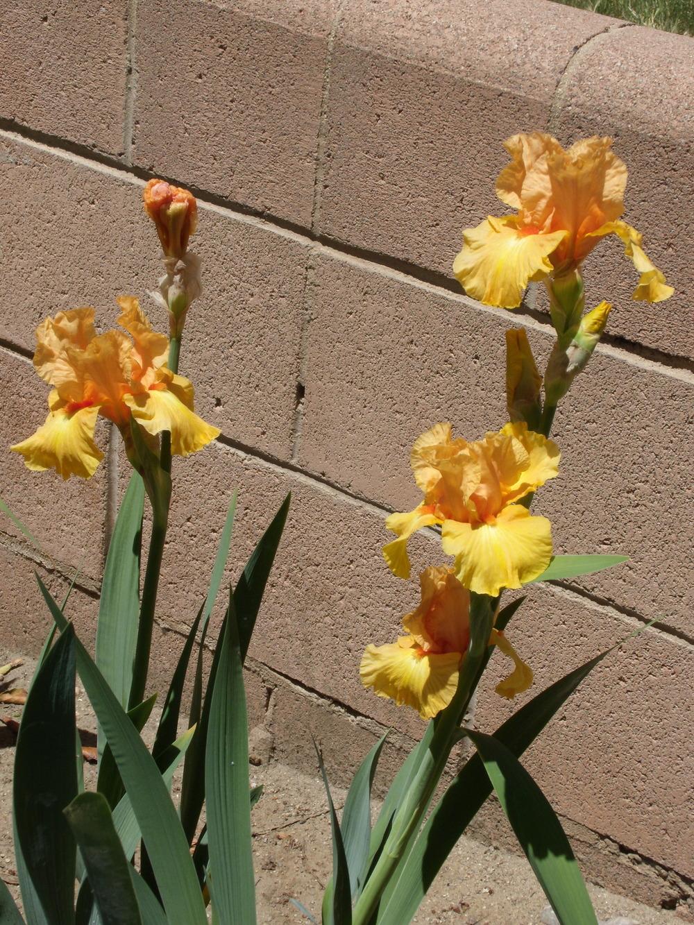 Photo of Tall Bearded Iris (Iris 'Leading Light') uploaded by Betja