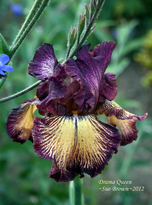 Photo of Tall Bearded Iris (Iris 'Drama Queen') uploaded by Calif_Sue