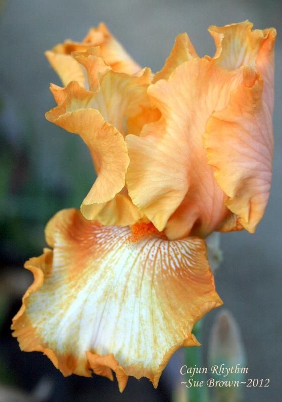 Photo of Tall Bearded Iris (Iris 'Cajun Rhythm') uploaded by Calif_Sue