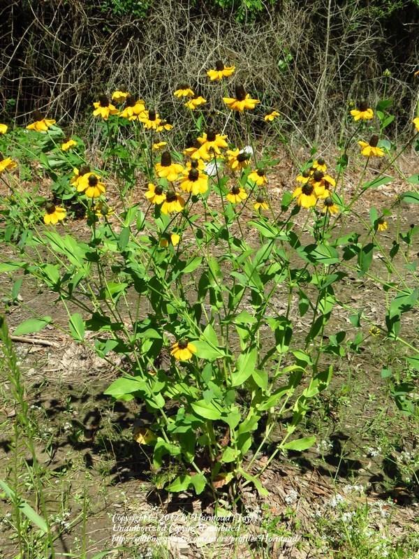 Photo of Clasping Leaf Coneflower (Rudbeckia amplexicaulis) uploaded by Horntoad