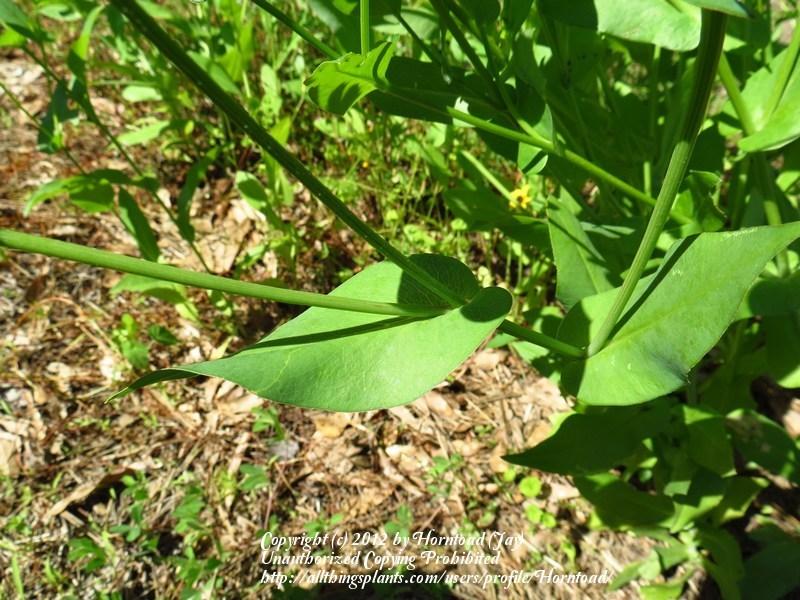 Photo of Clasping Leaf Coneflower (Rudbeckia amplexicaulis) uploaded by Horntoad