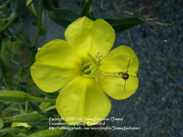 Photo of Common Evening Primrose (Oenothera biennis) uploaded by JonnaSudenius