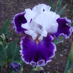 Location: Pleasant Grove, Utah
Date: 2012-05-14
In my garden