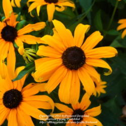 Location: Fort Worth Botanic Gardens
Date: 2012-05-13
Lovely bright flowers.