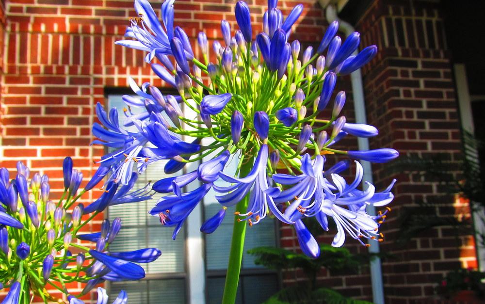 Photo of Lily of the Nile (Agapanthus) uploaded by jmorth