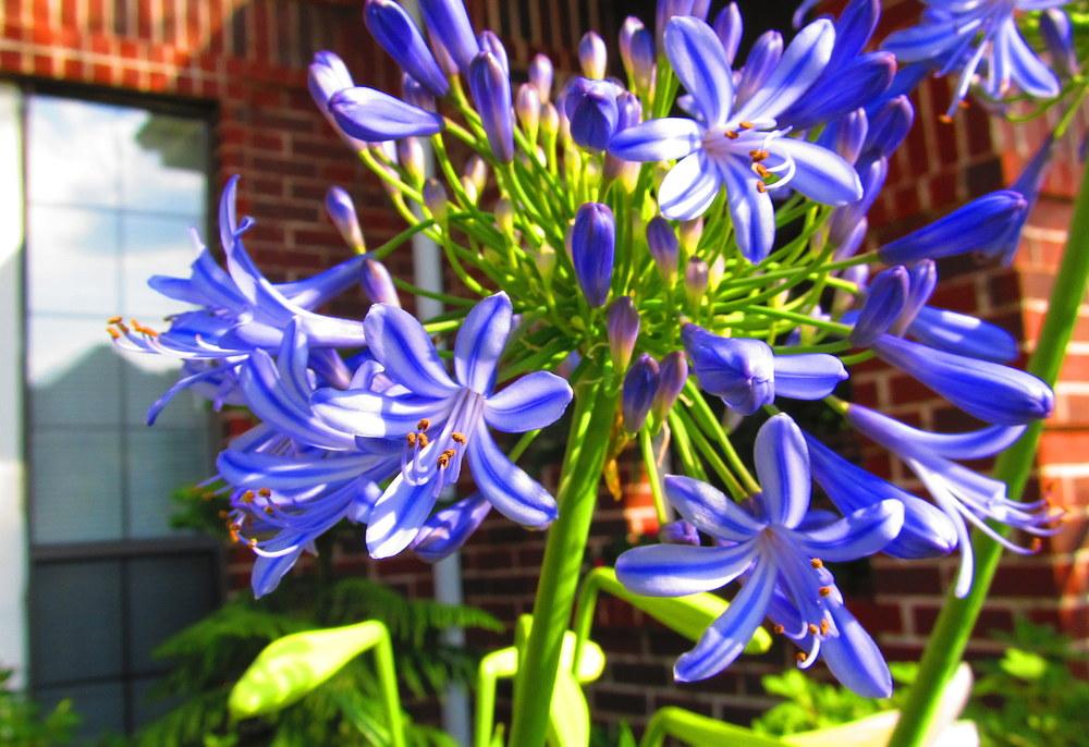 Photo of Lily of the Nile (Agapanthus) uploaded by jmorth