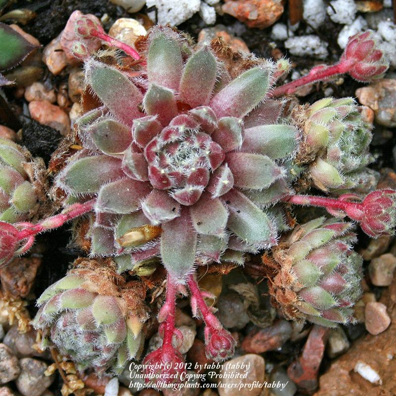 Photo of Hen and Chicks (Sempervivum 'Silver Thaw') uploaded by tabby