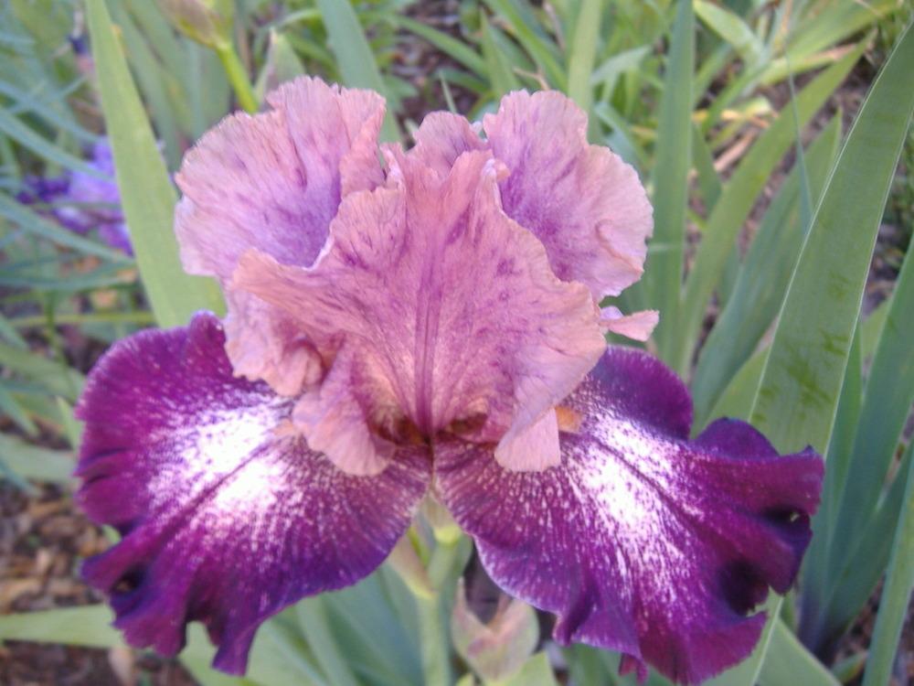 Photo of Tall Bearded Iris (Iris 'Carnival Song') uploaded by tveguy3