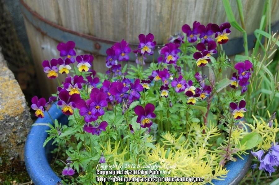 Photo of Johnny Jump-Up (Viola tricolor) uploaded by valleylynn