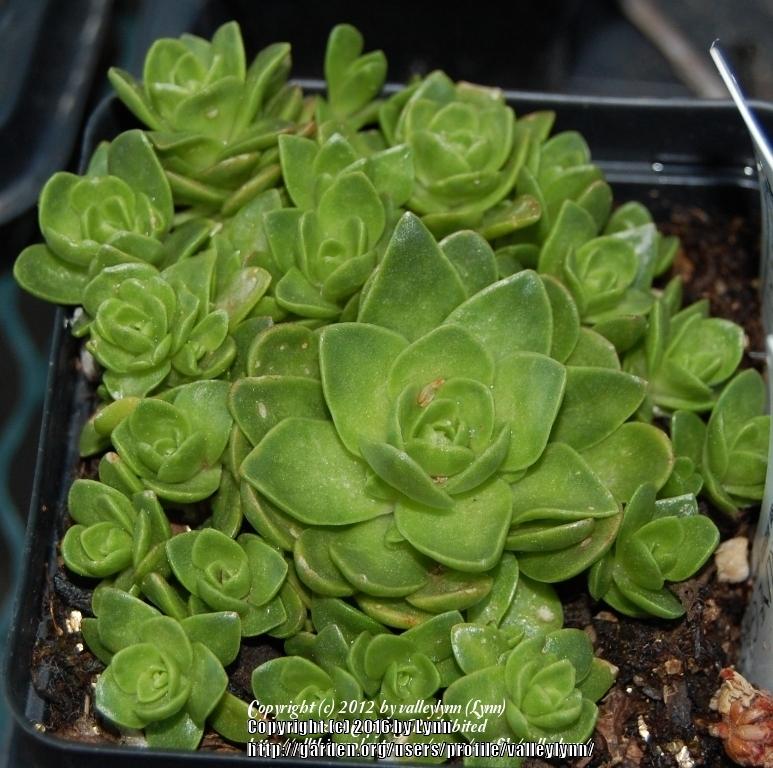 Photo of Green Dunce's Cap (Orostachys malacophylla) uploaded by valleylynn