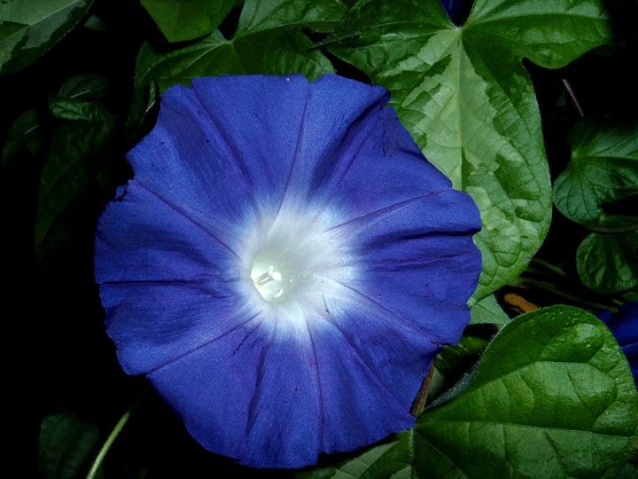 Photo of Japanese Morning Glory (Ipomoea nil 'Yoi no Tsuki') uploaded by woofie