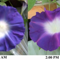 Location: NE Washington, Zone 5b
Date: 2009-09-16
Example of color change in bloom from morning to afternoon
