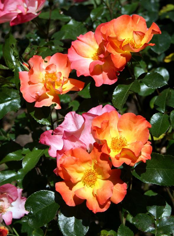 Photo of Rose (Rosa 'Playboy') uploaded by Calif_Sue
