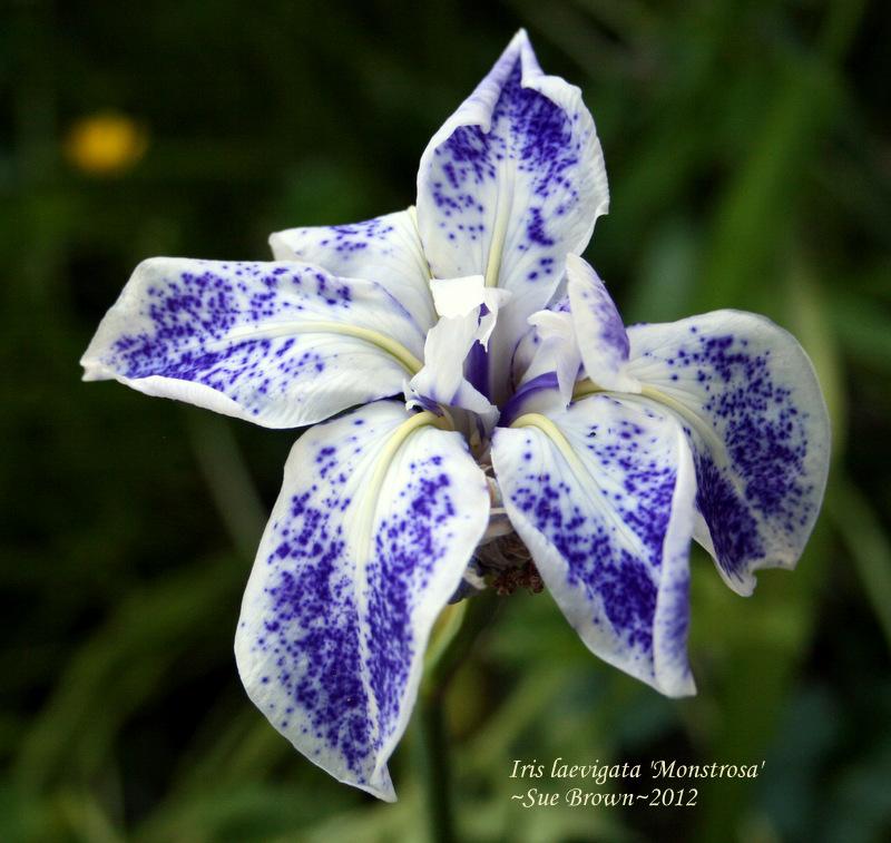 Photo of Iris (Iris laevigata 'Monstrosa') uploaded by Calif_Sue