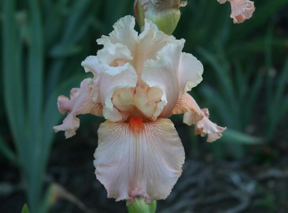 Photo of Tall Bearded Iris (Iris 'Luscious Lace') uploaded by KentPfeiffer