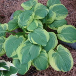Location: Pleasant Grove, Utah
Date: 2012-05-16
In my garden.....spring color