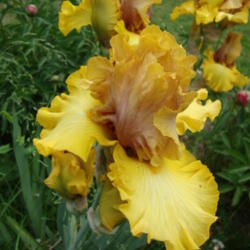 Location: Pleasant Grove, Utah
Date: 2012-05-16
In my garden