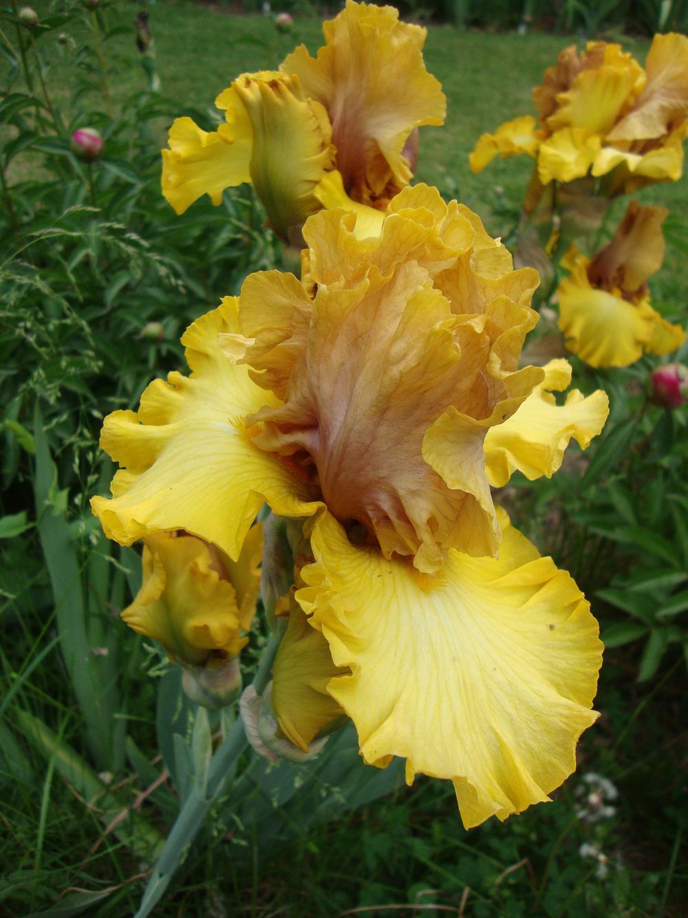 Photo of Tall Bearded Iris (Iris 'Nouveau Riche') uploaded by Paul2032