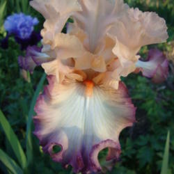 Location: Pleasant Grove, Utah
Date: 2012-05-15
In my garden