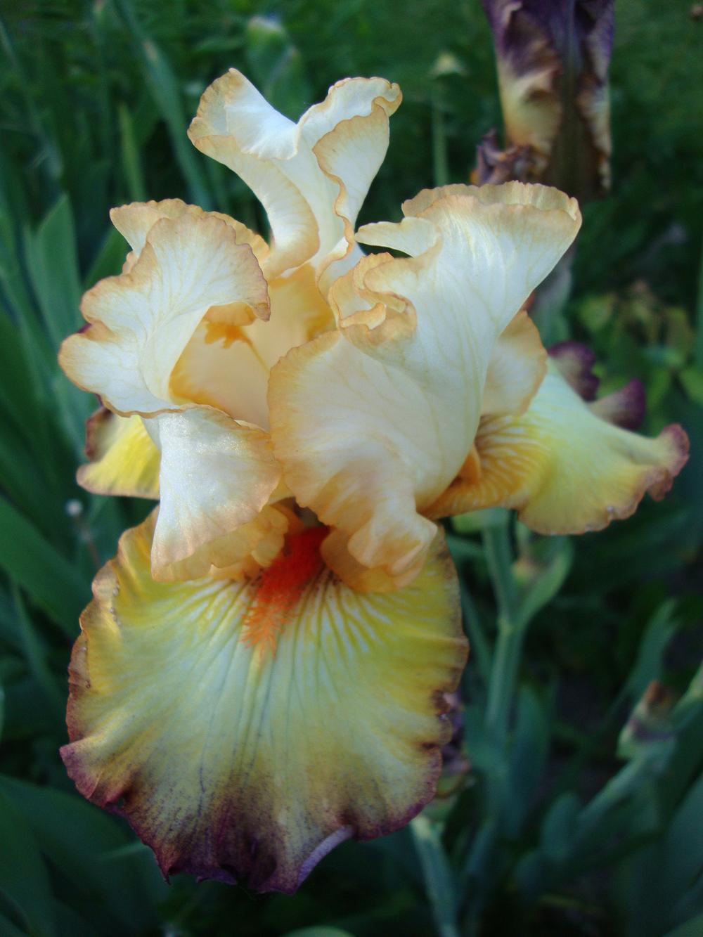 Photo of Tall Bearded Iris (Iris 'Expect Wonders') uploaded by Paul2032