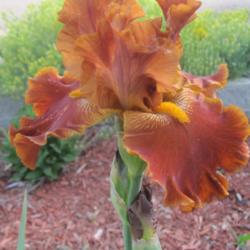 Location: Denver Metro, CO
Date: 2012-05-16
You can see the brilliant yellow beard .. I love this iris!