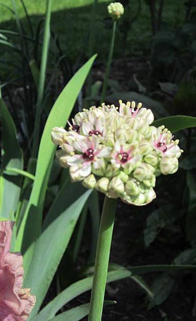 Photo of Black Garlic (Allium multibulbosum 'Silver Spring') uploaded by ge1836