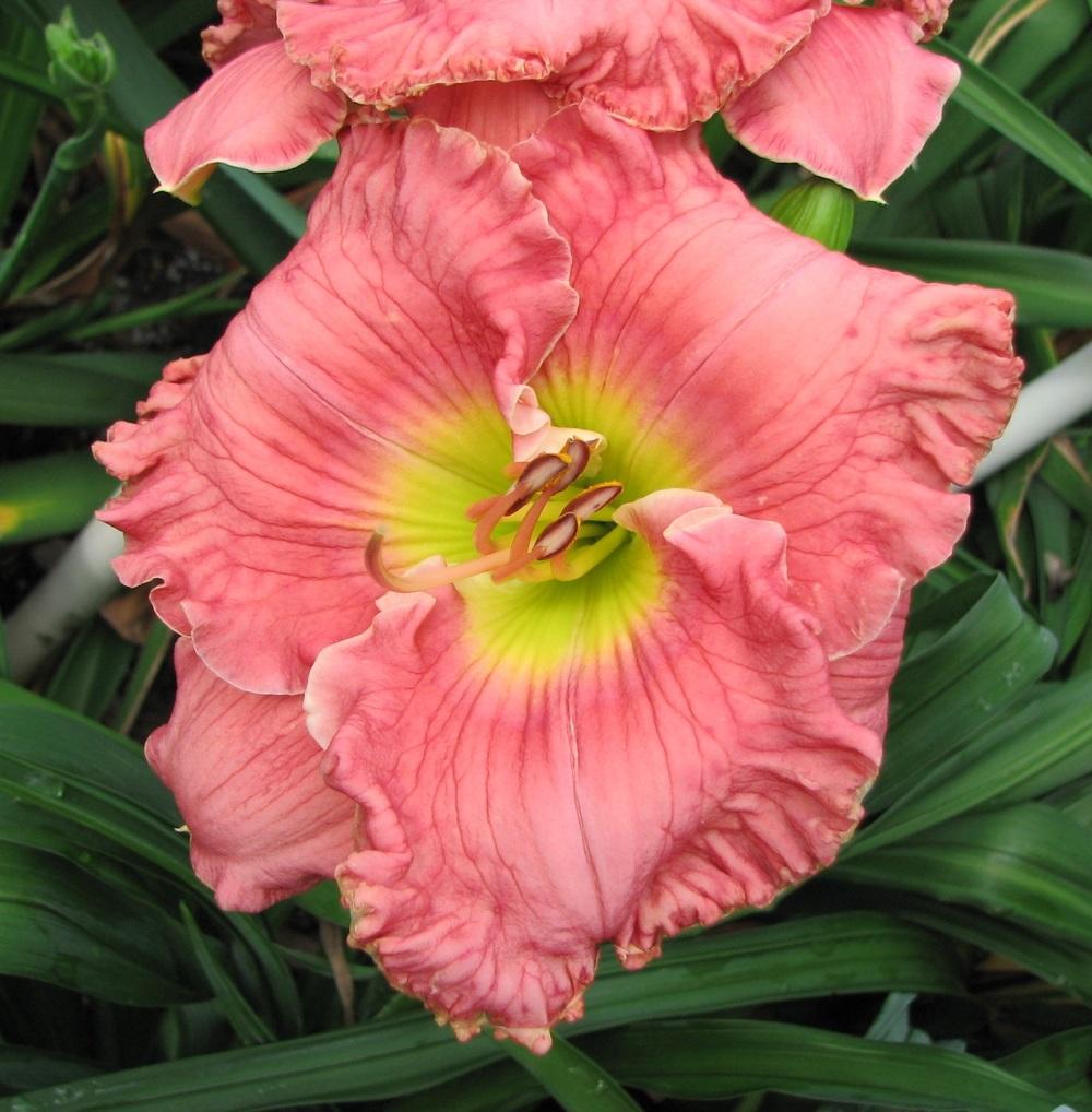 Photo of Daylily (Hemerocallis 'Ruffled Pink Perfection') uploaded by tink3472