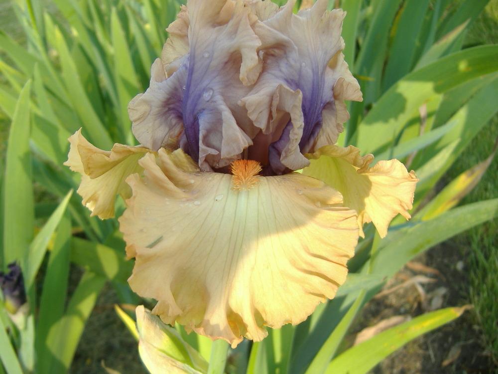 Photo of Tall Bearded Iris (Iris 'Tempesto') uploaded by tveguy3