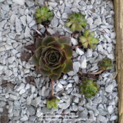 
Normal form of rosette with Monstrose offsets