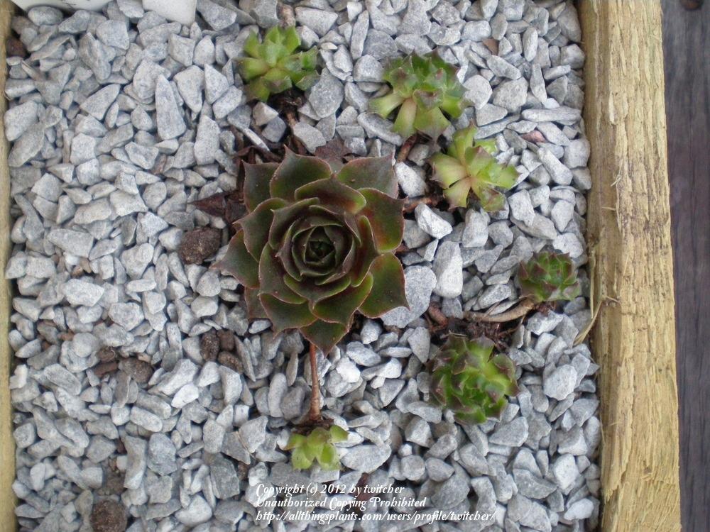 Photo of Hen and Chicks (Sempervivum 'Fame Monstrose') uploaded by twitcher