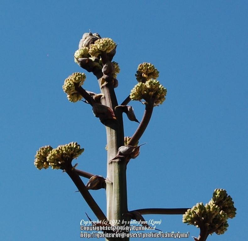 Photo of Parry's Agave (Agave parryi) uploaded by valleylynn
