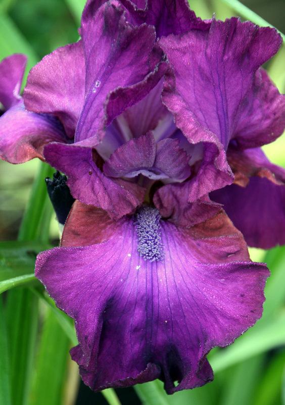 Photo of Tall Bearded Iris (Iris 'Gypsy Romance') uploaded by Calif_Sue