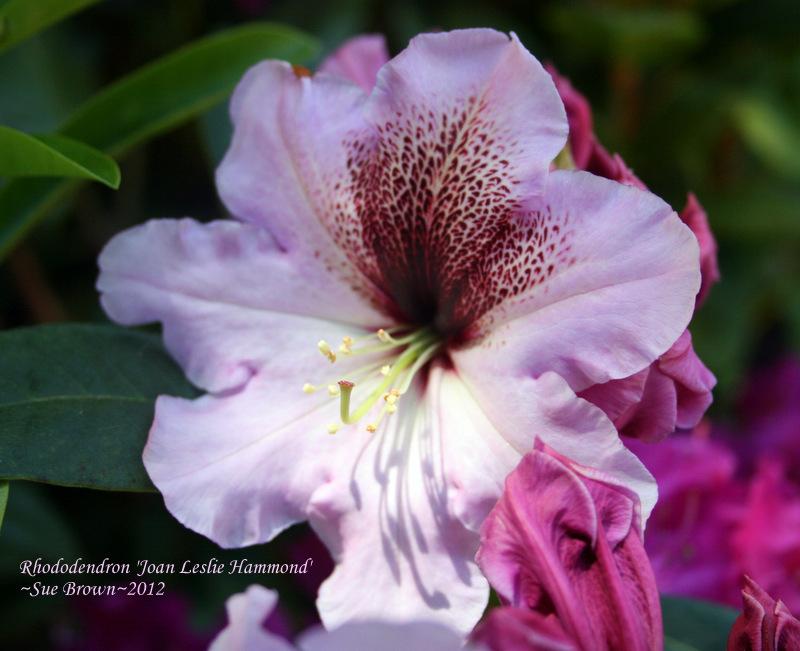 Photo of Rhododendron 'Joan Leslie Hammond' uploaded by Calif_Sue