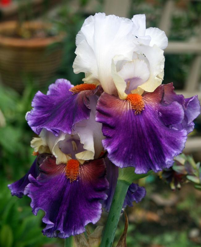Photo of Tall Bearded Iris (Iris 'Sharpshooter') uploaded by Calif_Sue