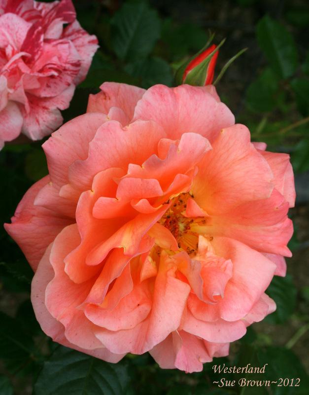 Photo of Rose (Rosa 'Westerland') uploaded by Calif_Sue