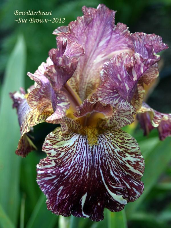Photo of Tall Bearded Iris (Iris 'Bewilderbeast') uploaded by Calif_Sue