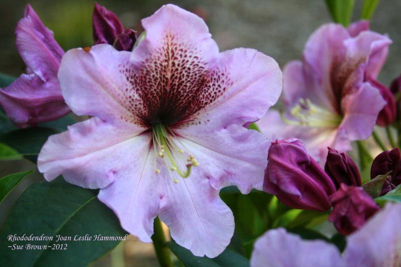 Photo of Rhododendron 'Joan Leslie Hammond' uploaded by Calif_Sue