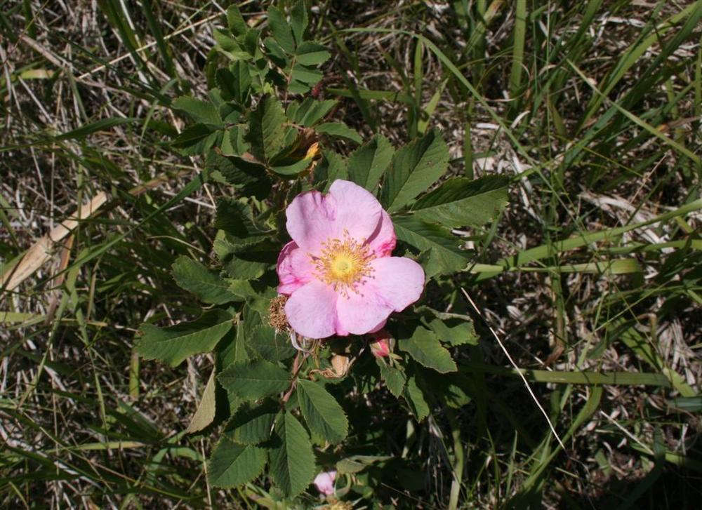 Photo of Wild Prairie Rose (Rosa arkansana) uploaded by KentPfeiffer