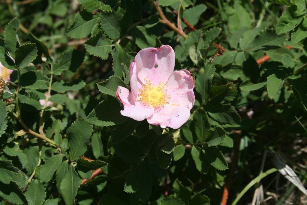 Photo of Wild Prairie Rose (Rosa arkansana) uploaded by KentPfeiffer