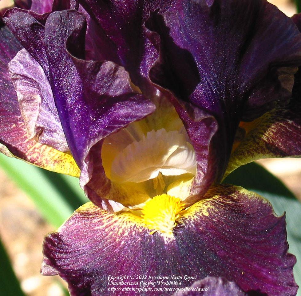 Photo of Intermediate Bearded Iris (Iris 'Oblivion') uploaded by eclayne