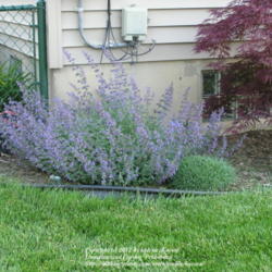 Location: My Cincinnati Ohio garden
Date: May 17, 2012
Nepeta Walker's Low