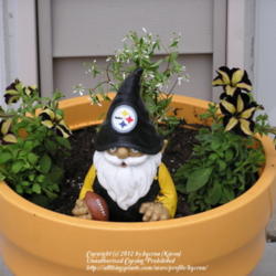 Location: My Cincinnati Ohio home
Date: April 2012
Petunia \"Phantom\" breeder must be a Pittsburgh Steeler fan!