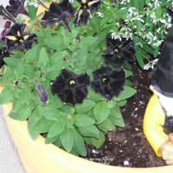 Location: My Cincinnati Ohio garden
Date: May 17, 2012
Blossoms turning solid black with gold throats and gold-tipped pe