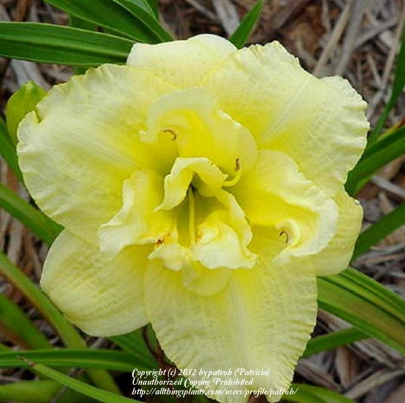 Photo of Daylily (Hemerocallis 'Cabbage Flower') uploaded by patrob